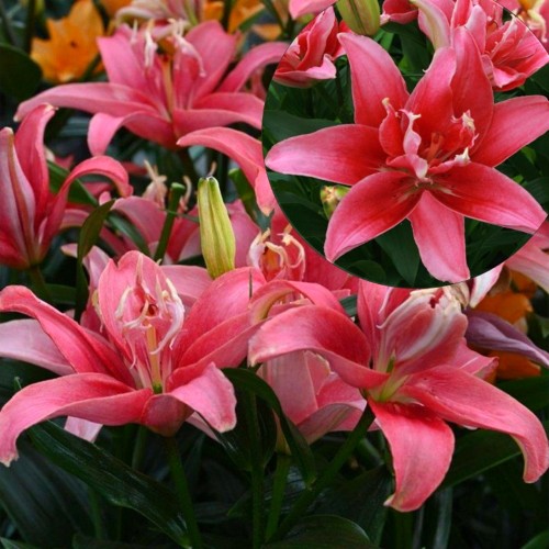 Lilium 'Double Lady' - Liilia 'Double Lady' C1,5/1,5L